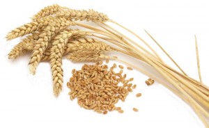 wheat-1322665