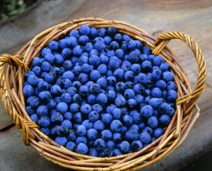 Wicker basket filled with sloes